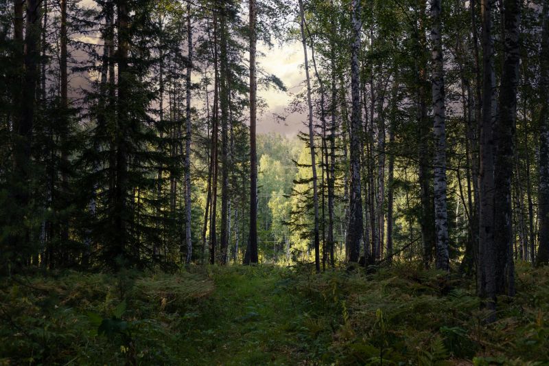Commercial Forestry Clearing