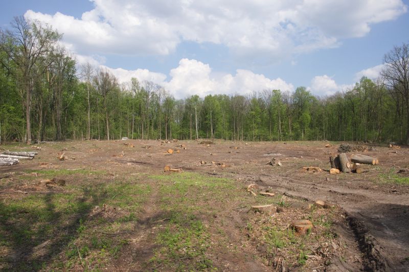 Commercial Forestry Clearing