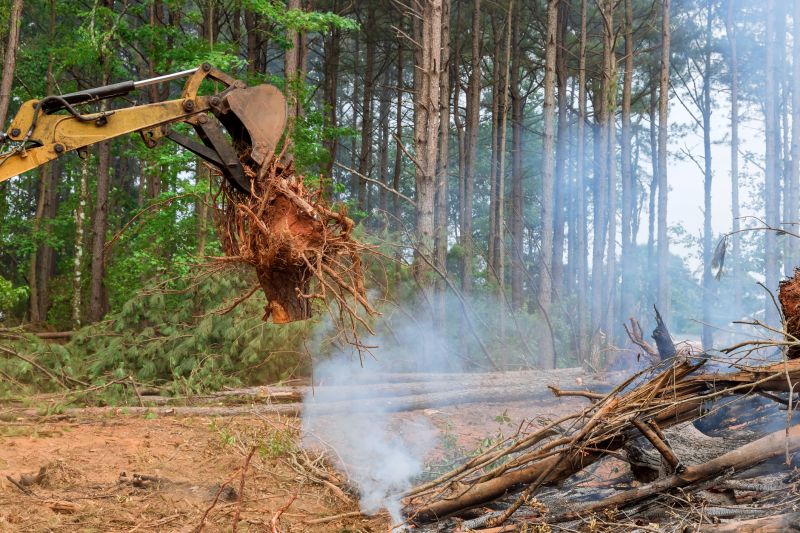 Commercial Forestry Clearing