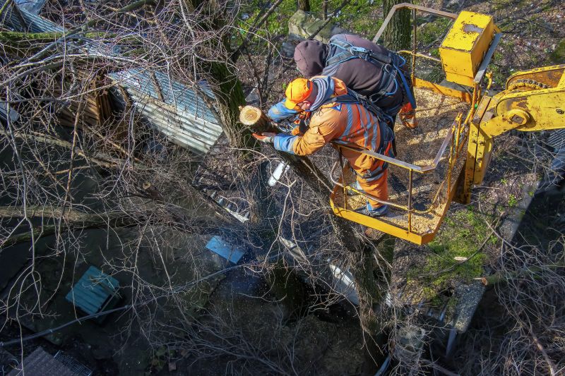 Commercial Forestry Clearing