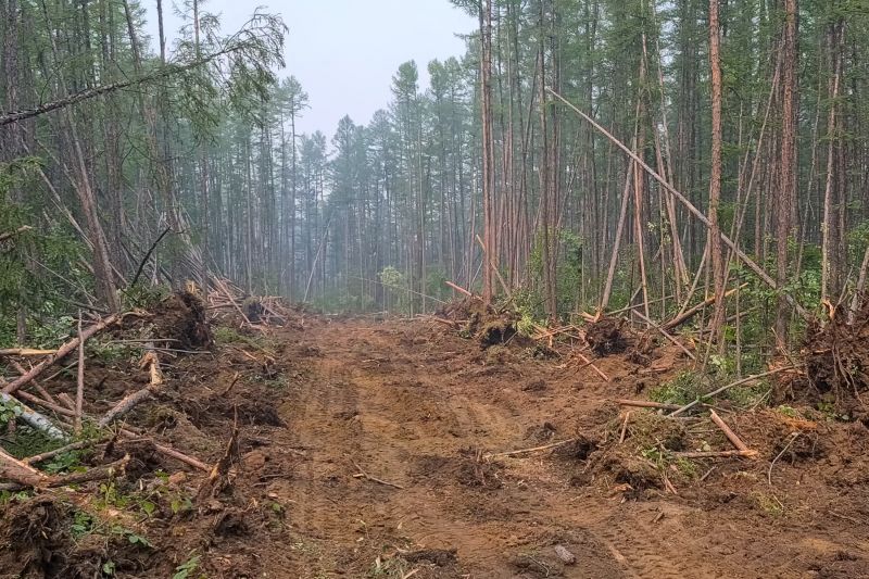 Underbrush Clearing in Utah County, UT